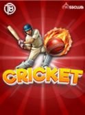 cricket